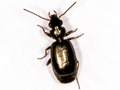Syntomus truncatellus